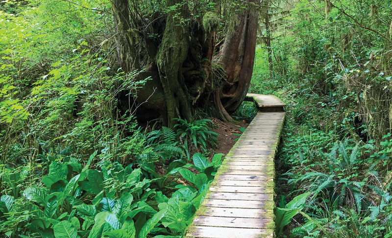 A runway through the rainforest. 