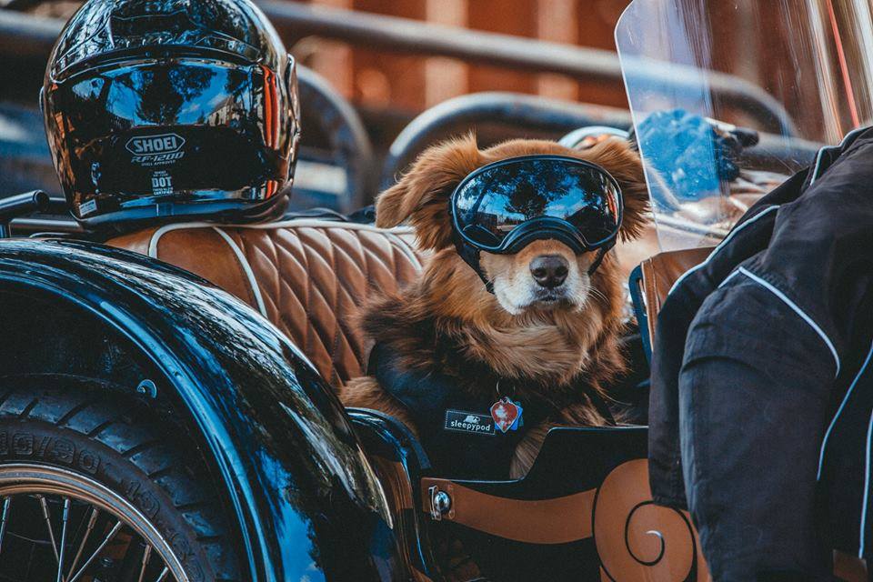 Sidecar dog 